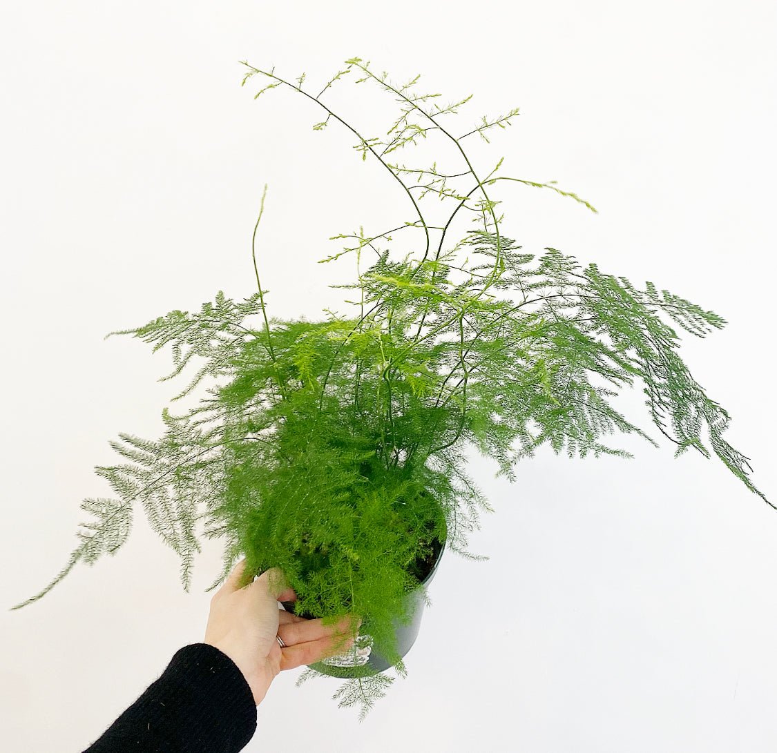 Asparagus plumosus (Asparagus Fern) - The Plant Lady SF