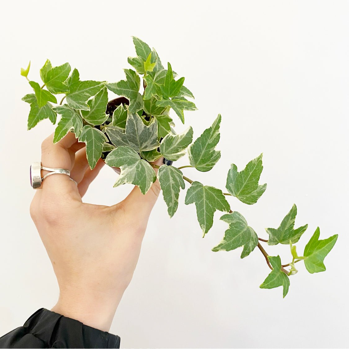 Assorted Foliage 2" - The Plant Lady SF