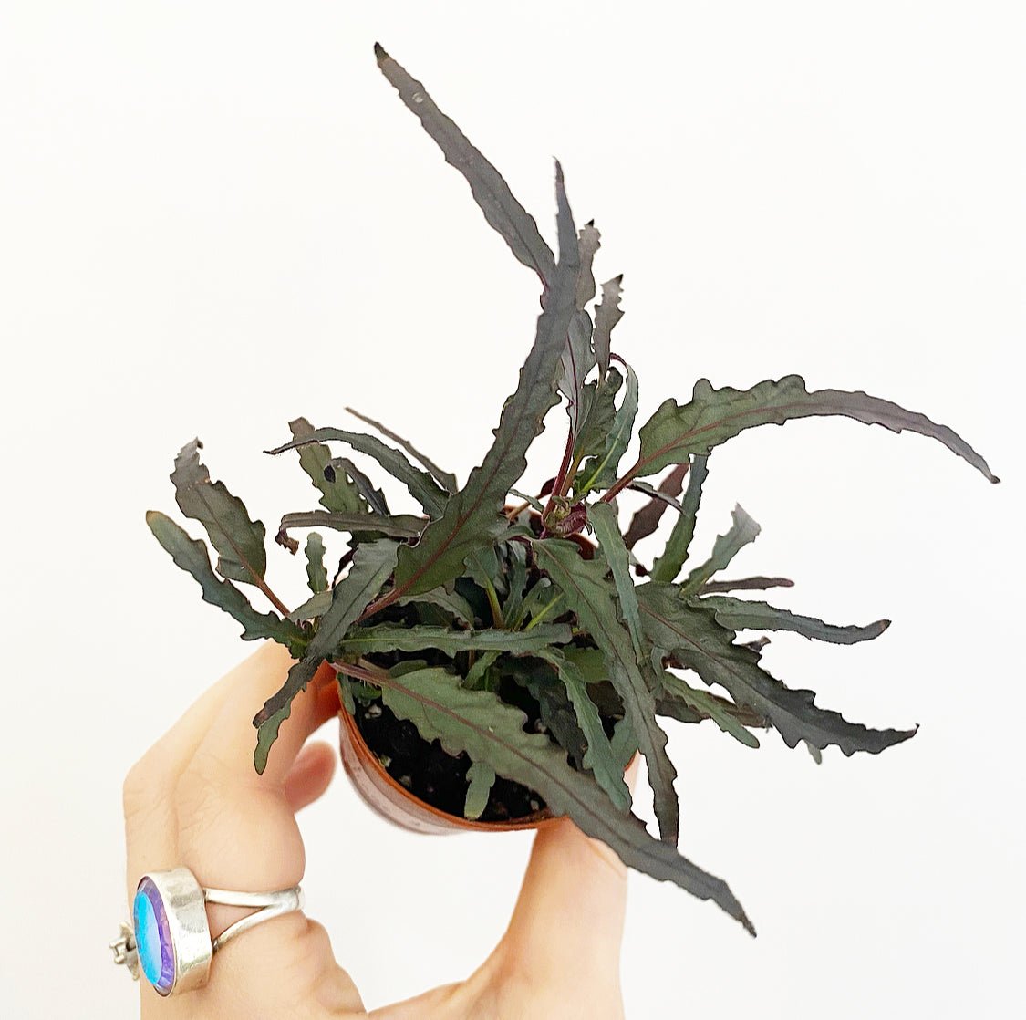 Assorted Foliage 2" - The Plant Lady SF