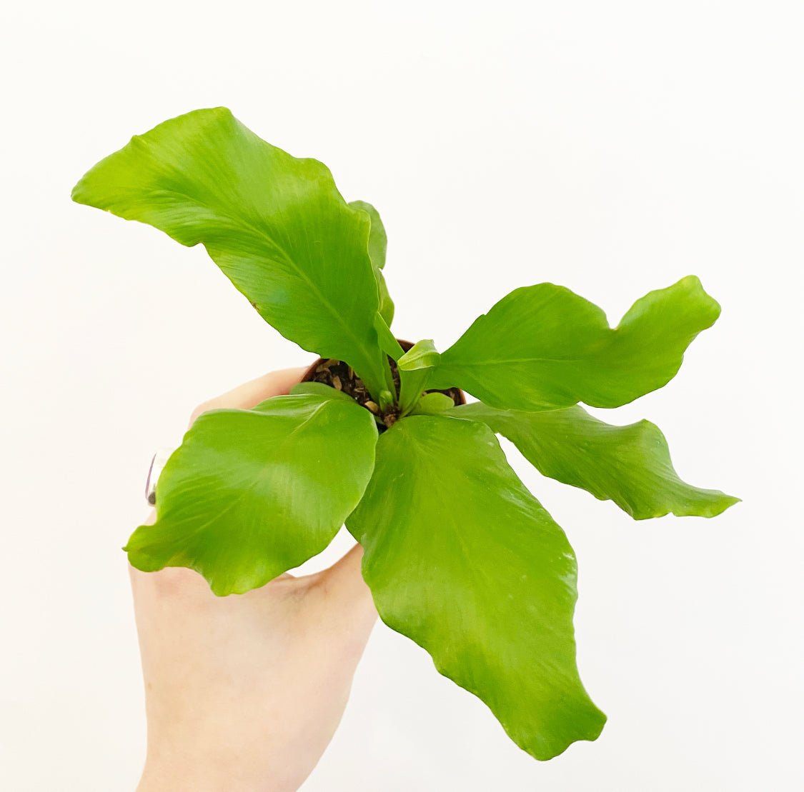 Assorted Foliage 2" - The Plant Lady SF