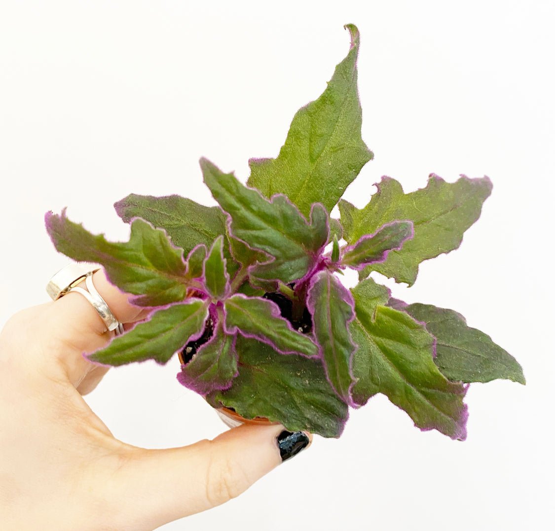 Assorted Foliage 2" - The Plant Lady SF