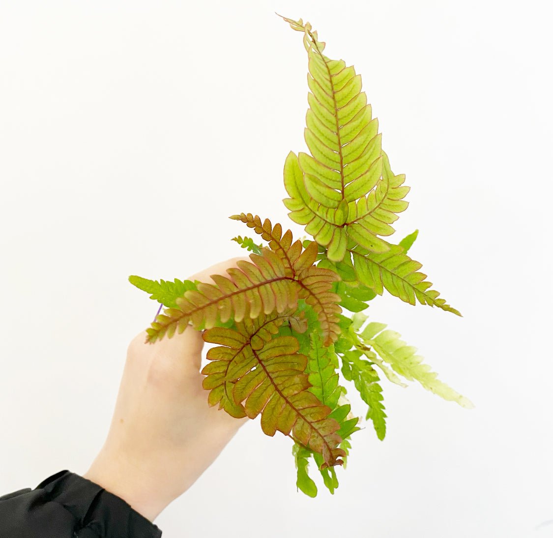 Assorted Foliage 2" - The Plant Lady SF