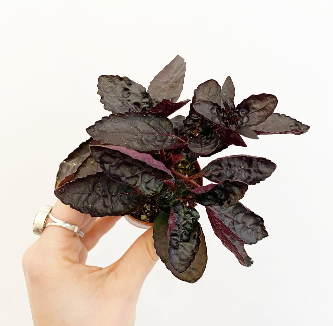 Assorted Foliage 2" - The Plant Lady SF