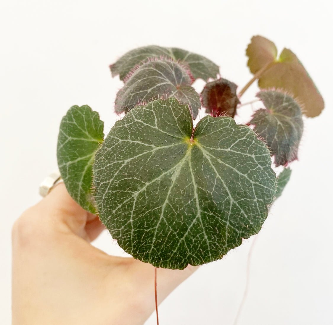 Assorted Foliage 2" - The Plant Lady SF