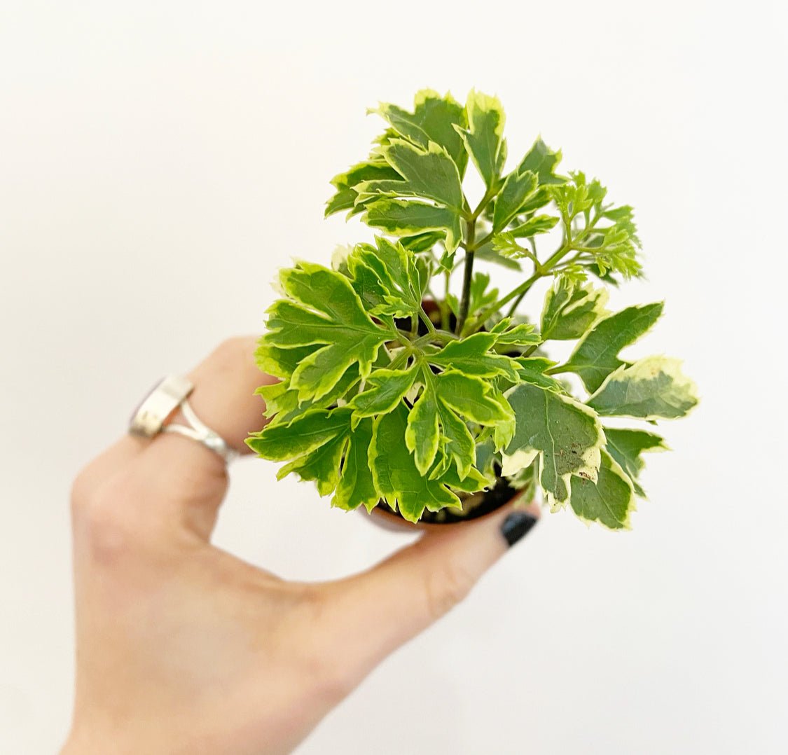 Assorted Foliage 2" - The Plant Lady SF