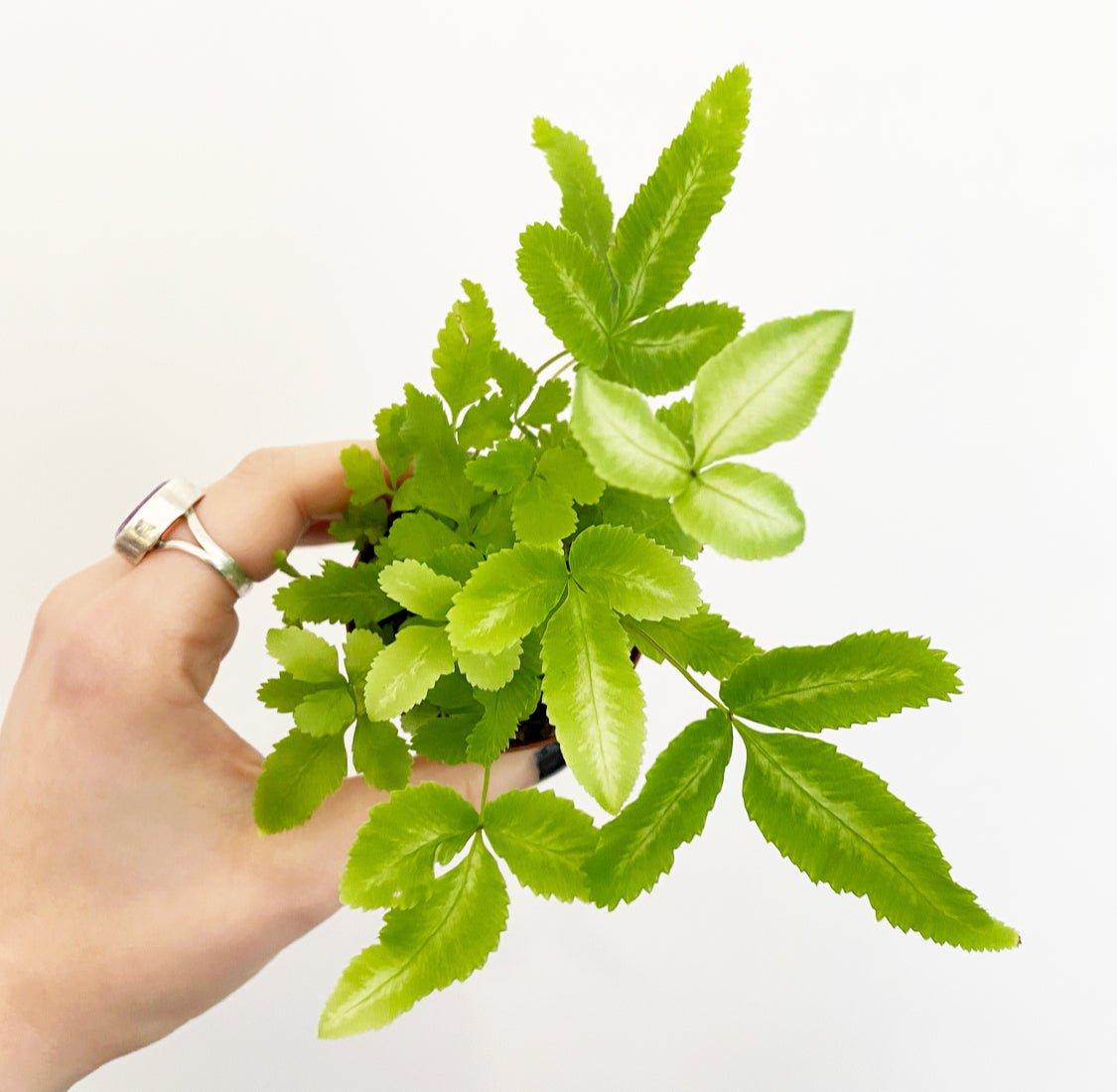 Assorted Foliage 2" - The Plant Lady SF