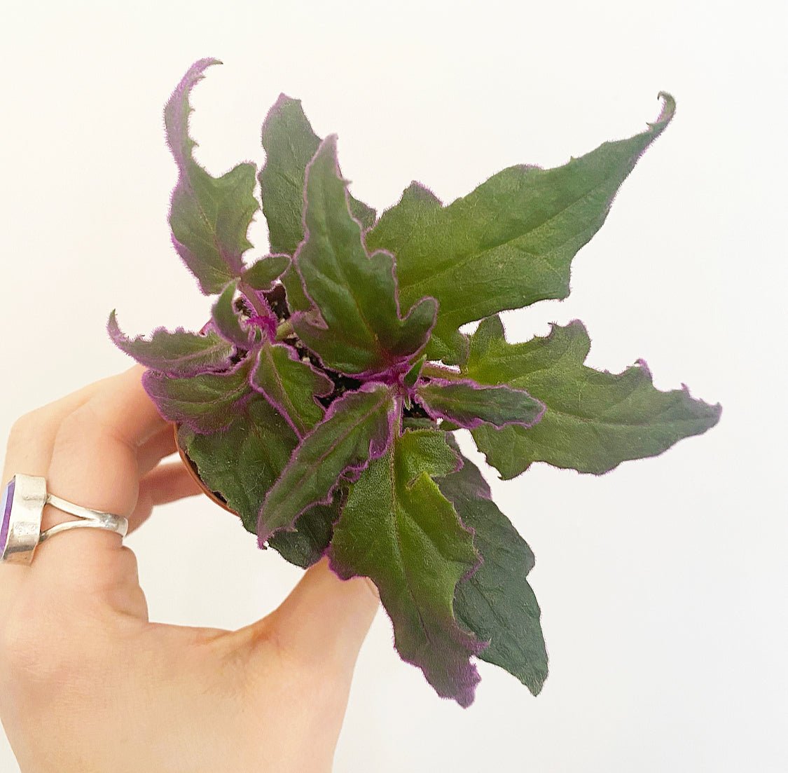 Assorted Foliage 2" - The Plant Lady SF