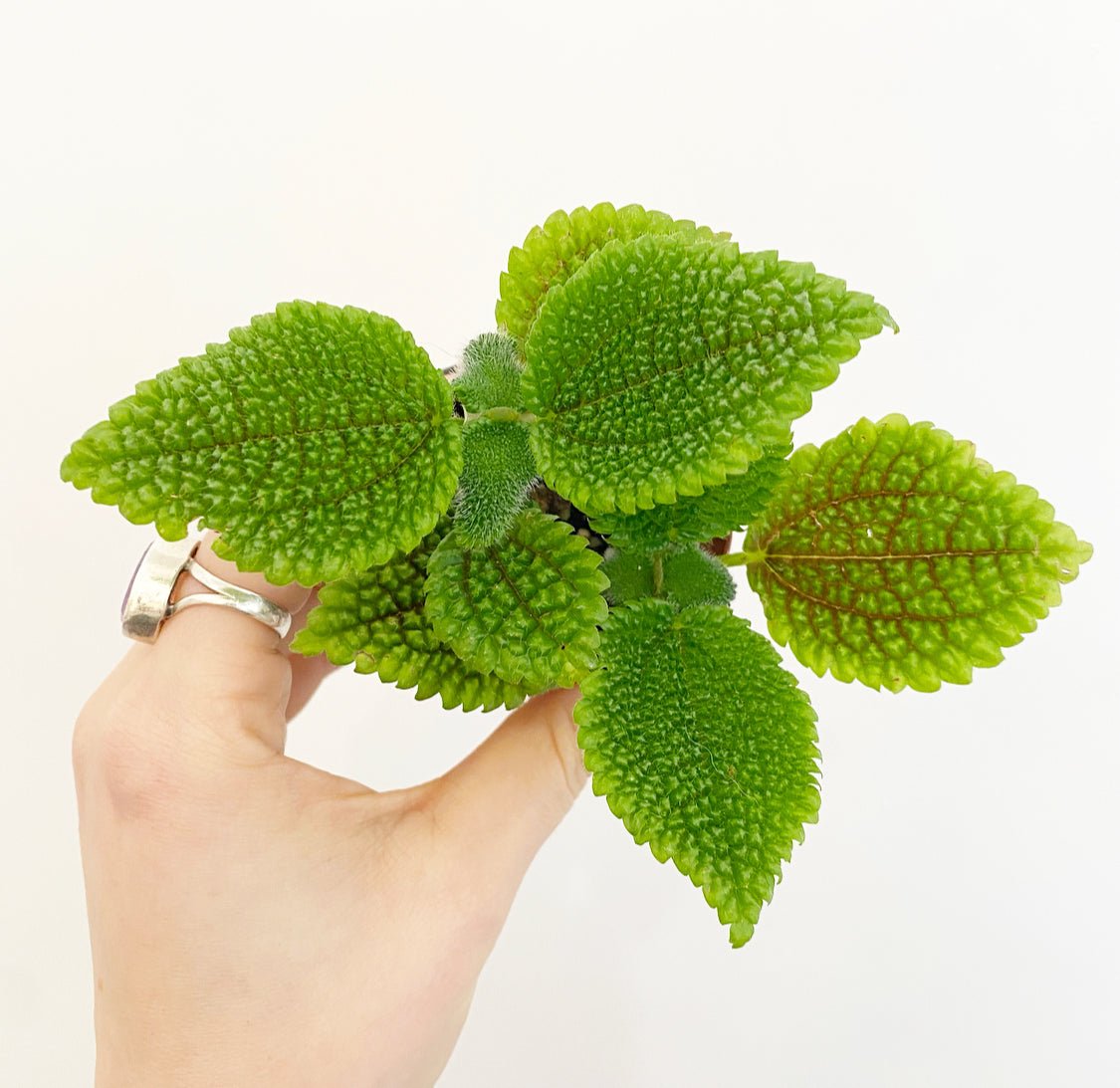 Assorted Foliage 2" - The Plant Lady SF