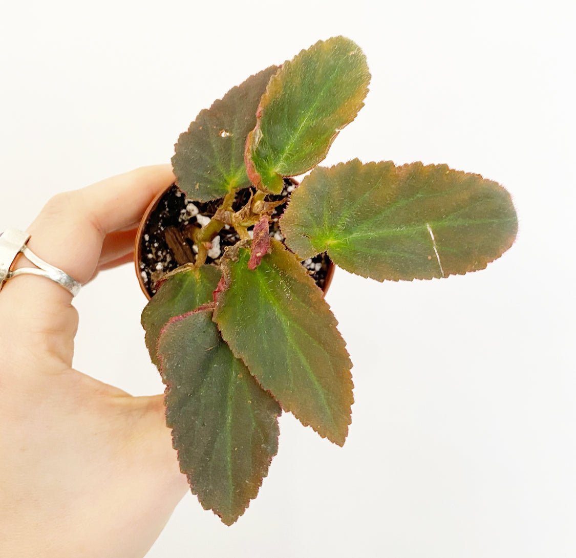 Assorted Foliage 2" - The Plant Lady SF