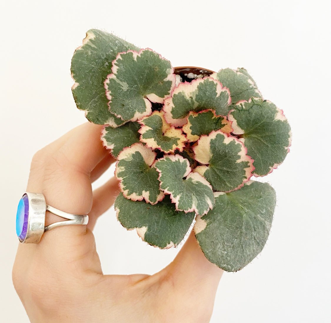 Assorted Foliage 2" - The Plant Lady SF