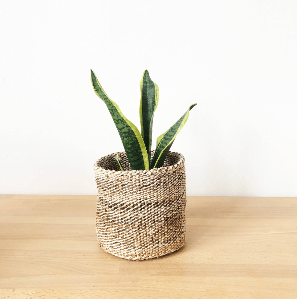 Banana Leaf Storage Basket - The Plant Lady SF