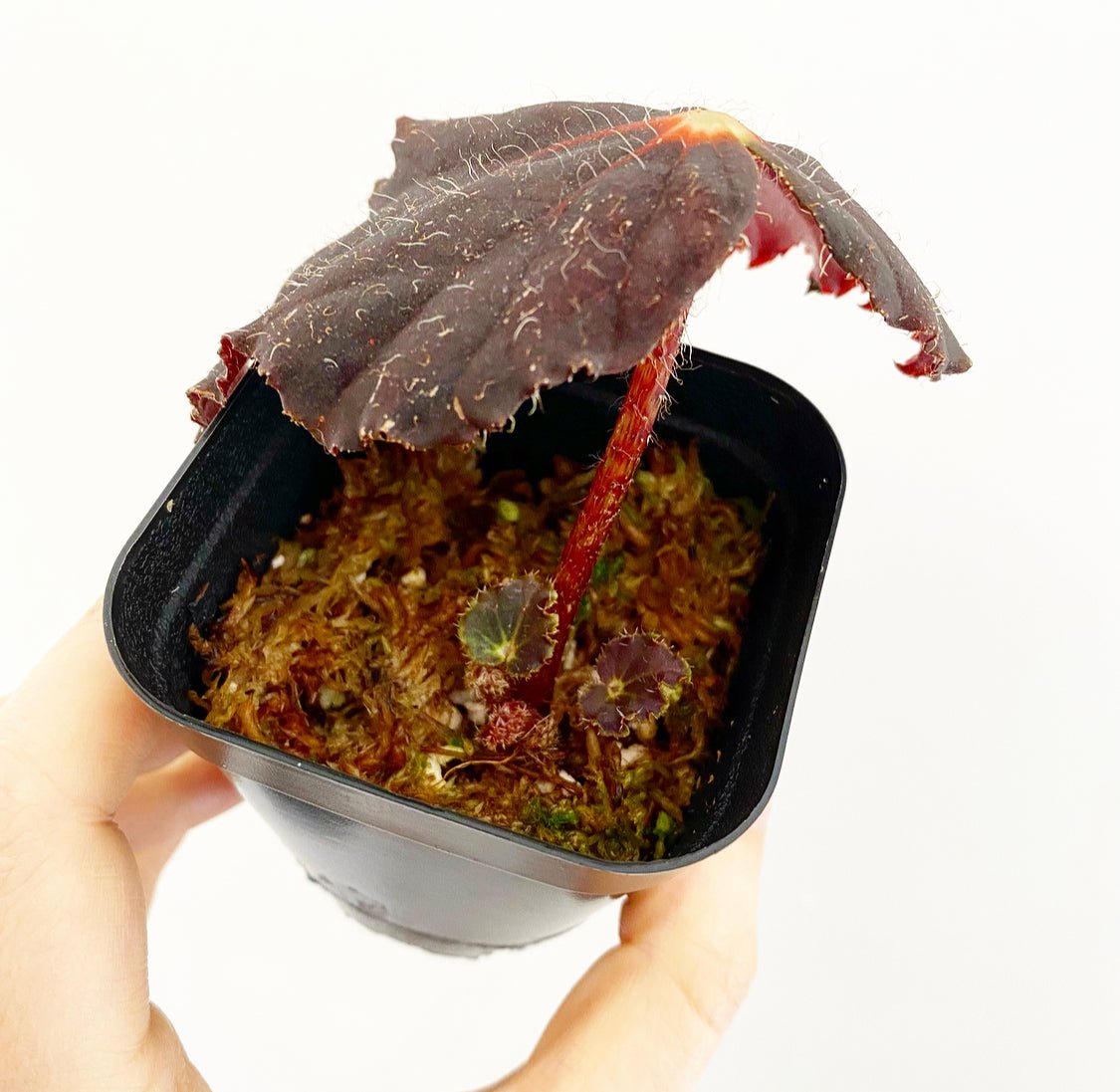 Begonia 'All Hallow's Eve' - The Plant Lady SF