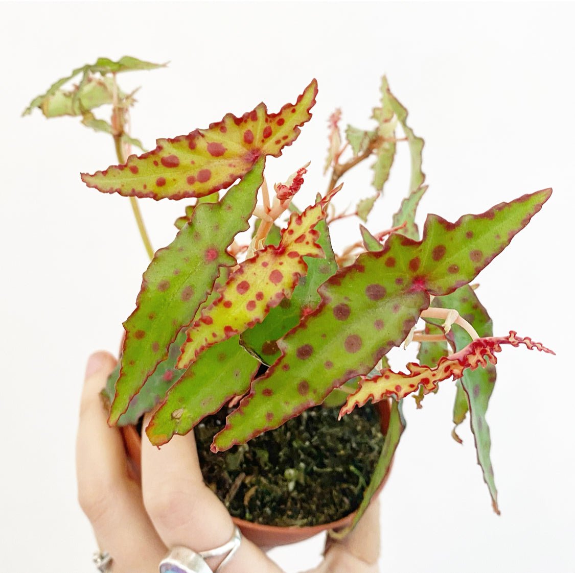 Begonia amphioxus - The Plant Lady SF
