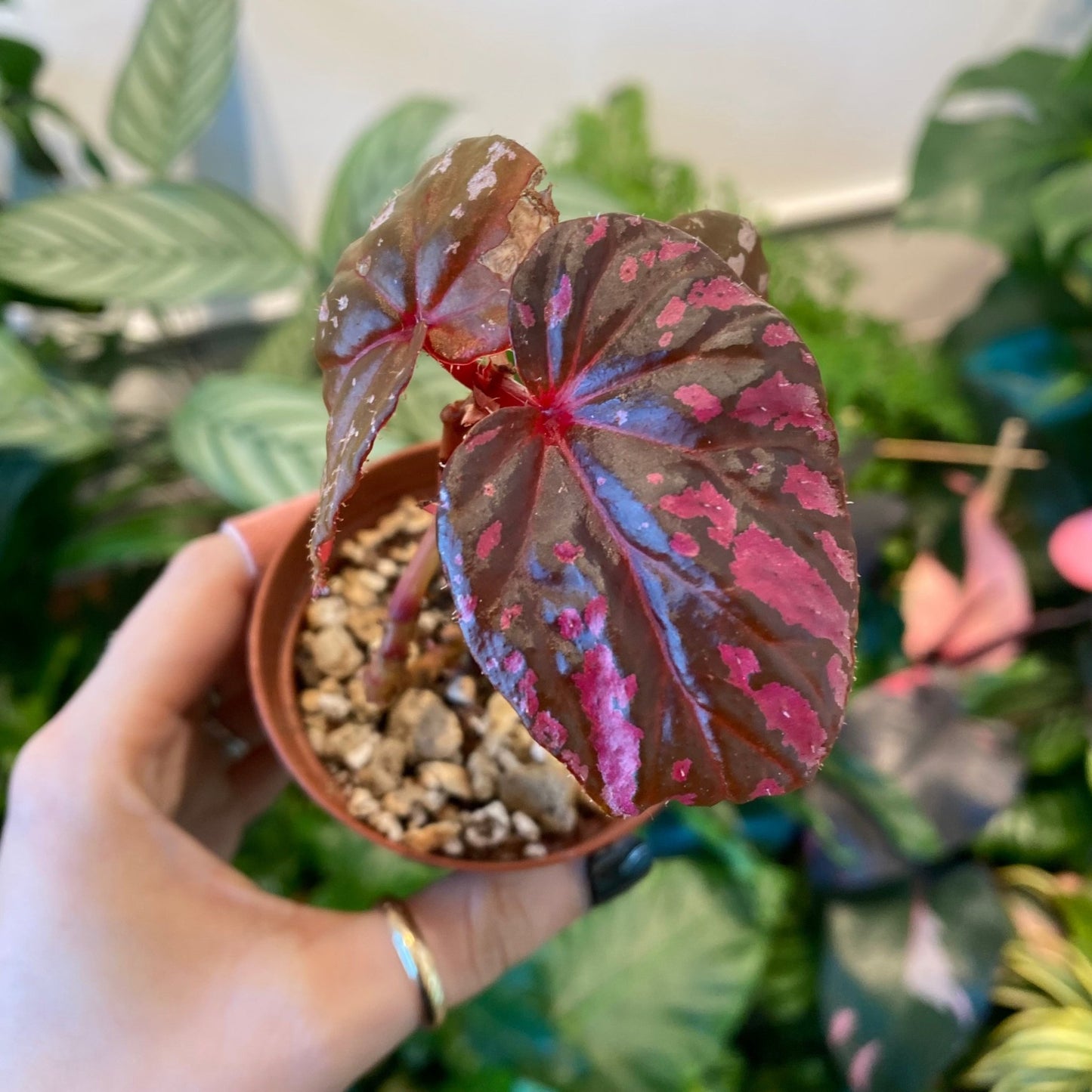 Begonia brevirimosa subsp. exotica - The Plant Lady SF