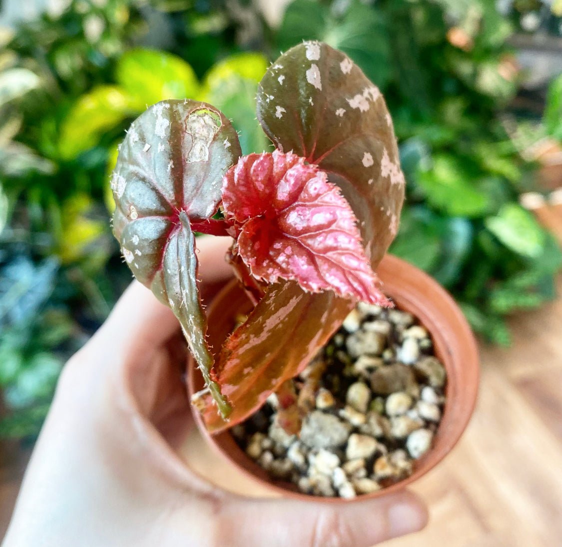 Begonia brevirimosa subsp. exotica - The Plant Lady SF