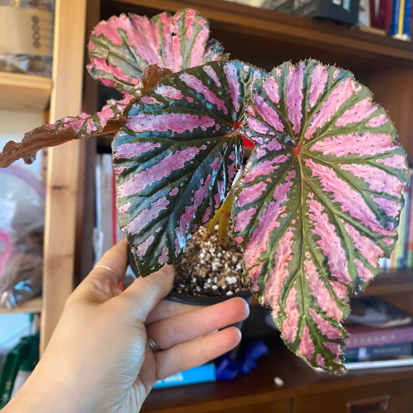 Begonia brevirimosa subsp. exotica - The Plant Lady SF