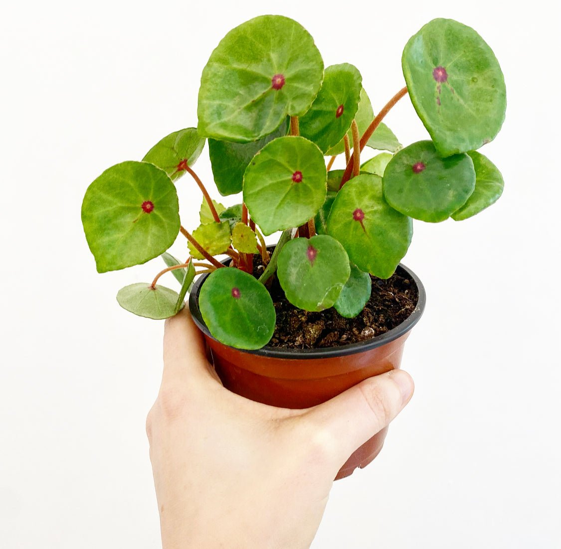 Begonia conchifolia var. rubrimacula - The Plant Lady SF