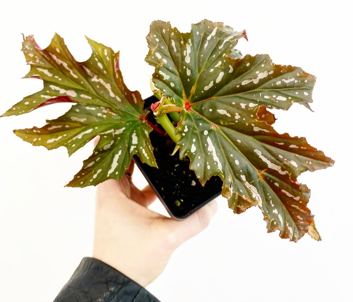 Begonia 'Cracklin' Rosie' - The Plant Lady SF