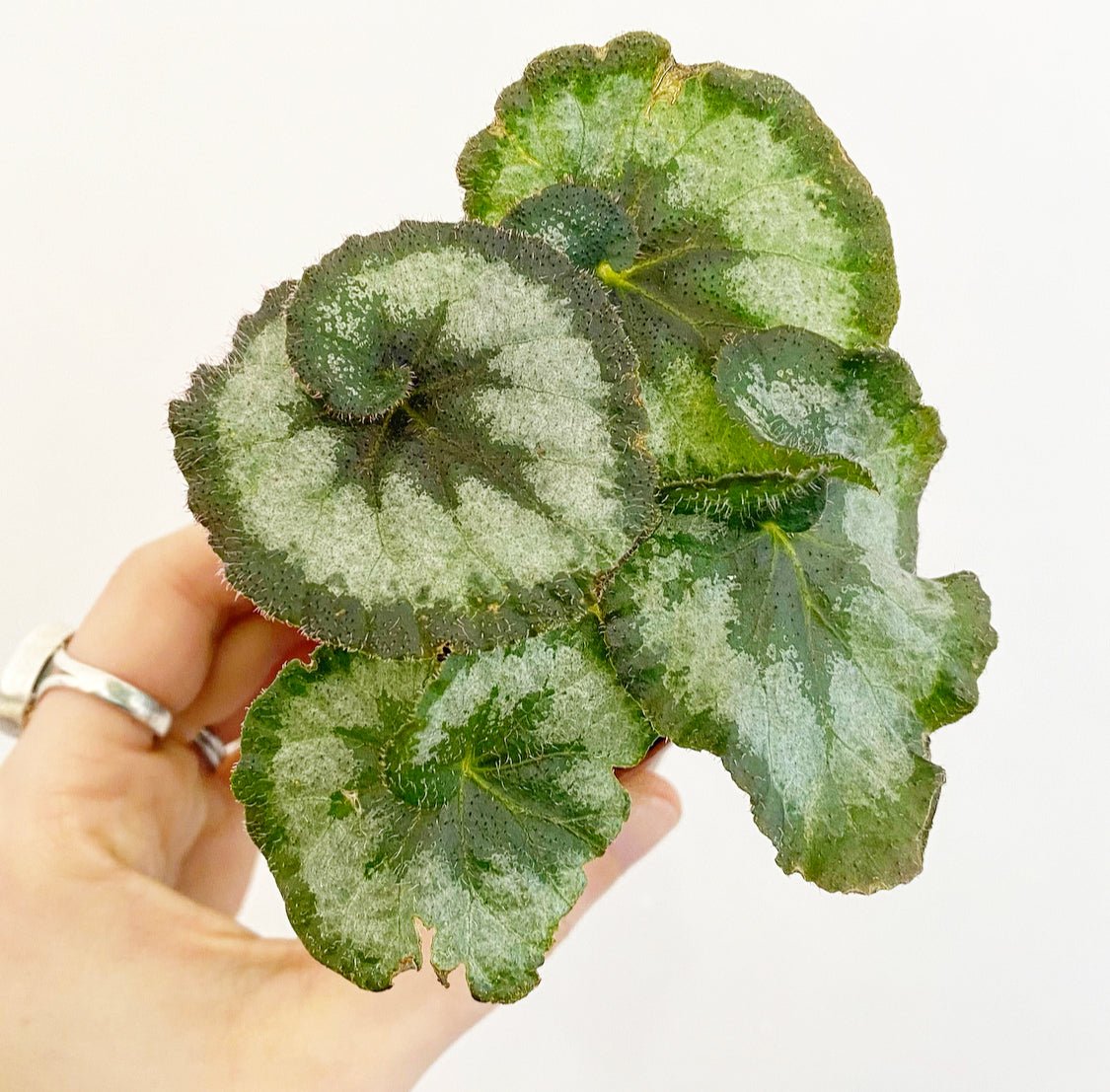 Begonia 'Escargot’ - The Plant Lady SF