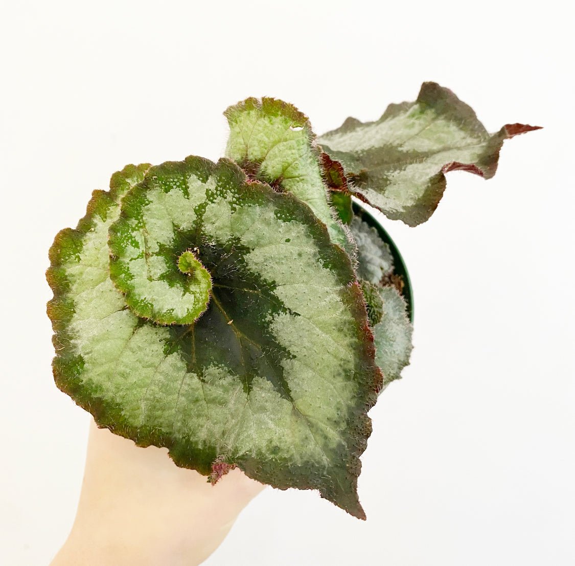 Begonia 'Escargot’ - The Plant Lady SF