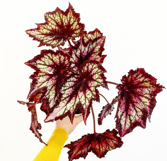 Begonia 'Jurassic Silver Point' ' - The Plant Lady SF