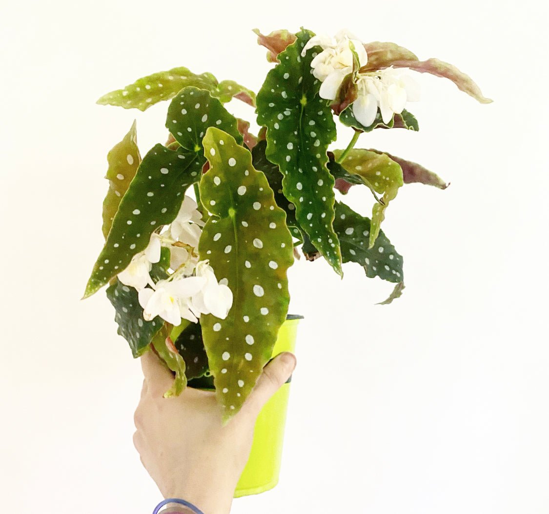 Begonia maculata - The Plant Lady SF
