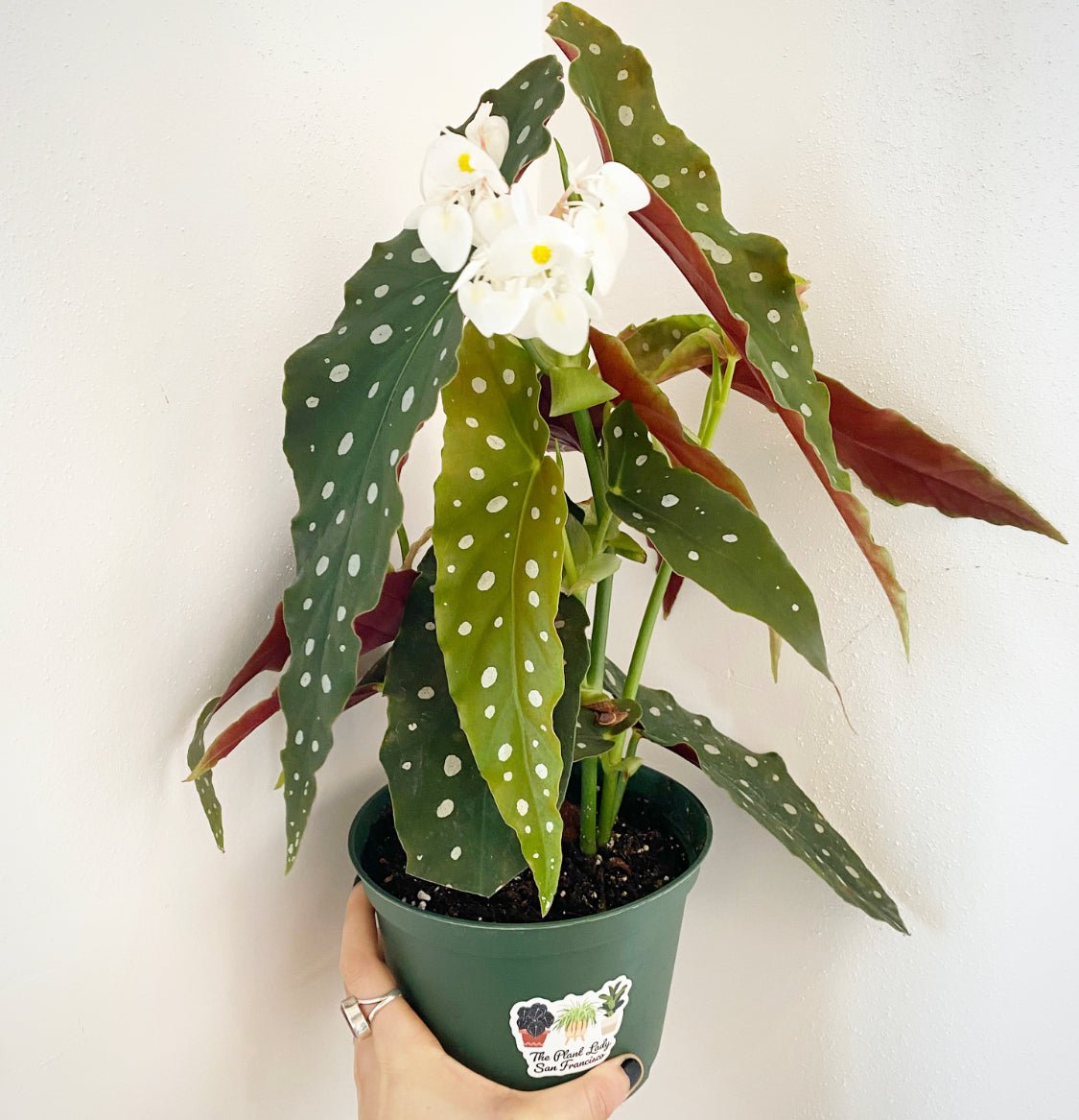Begonia maculata - The Plant Lady SF