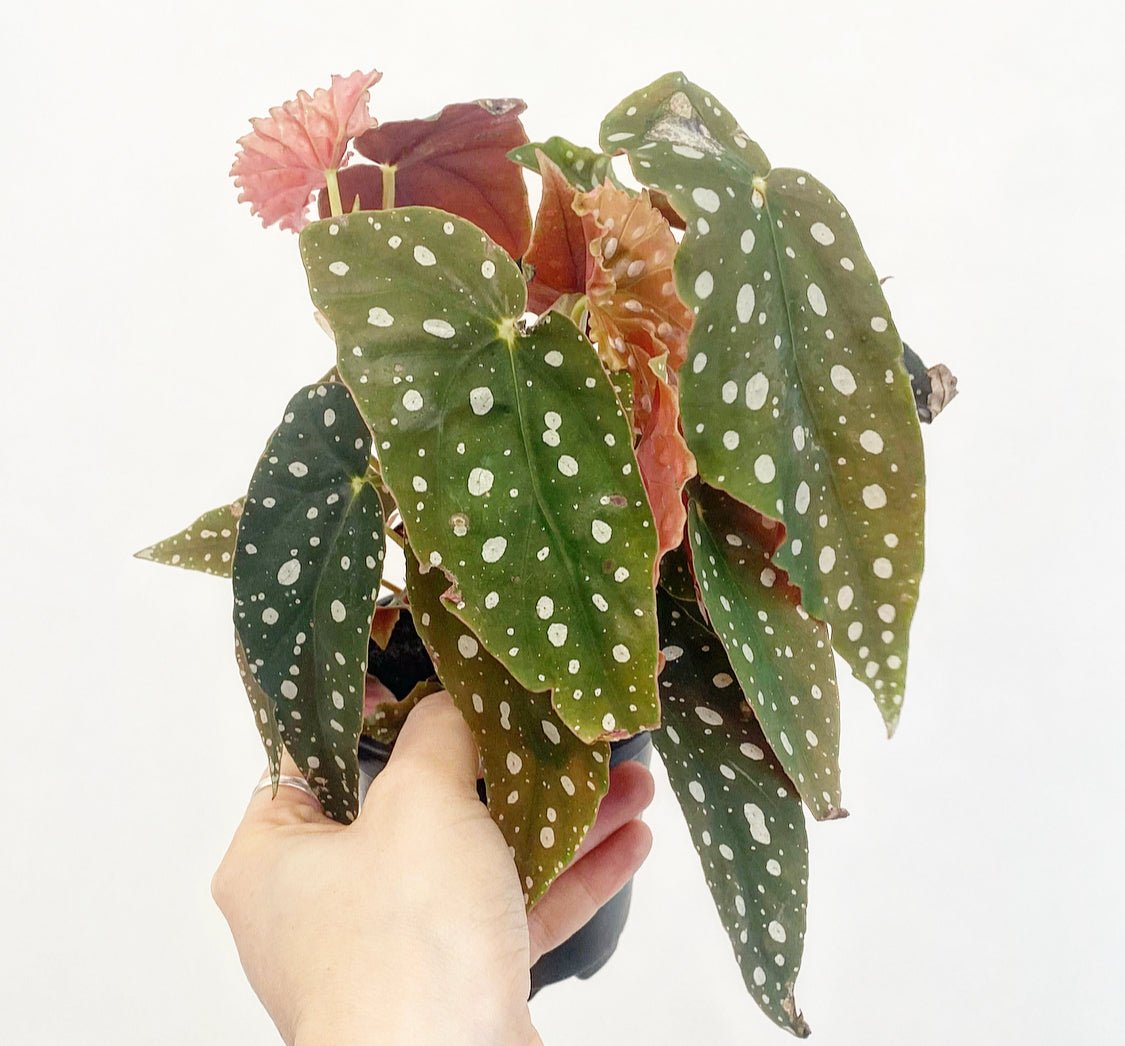 Begonia maculata - The Plant Lady SF