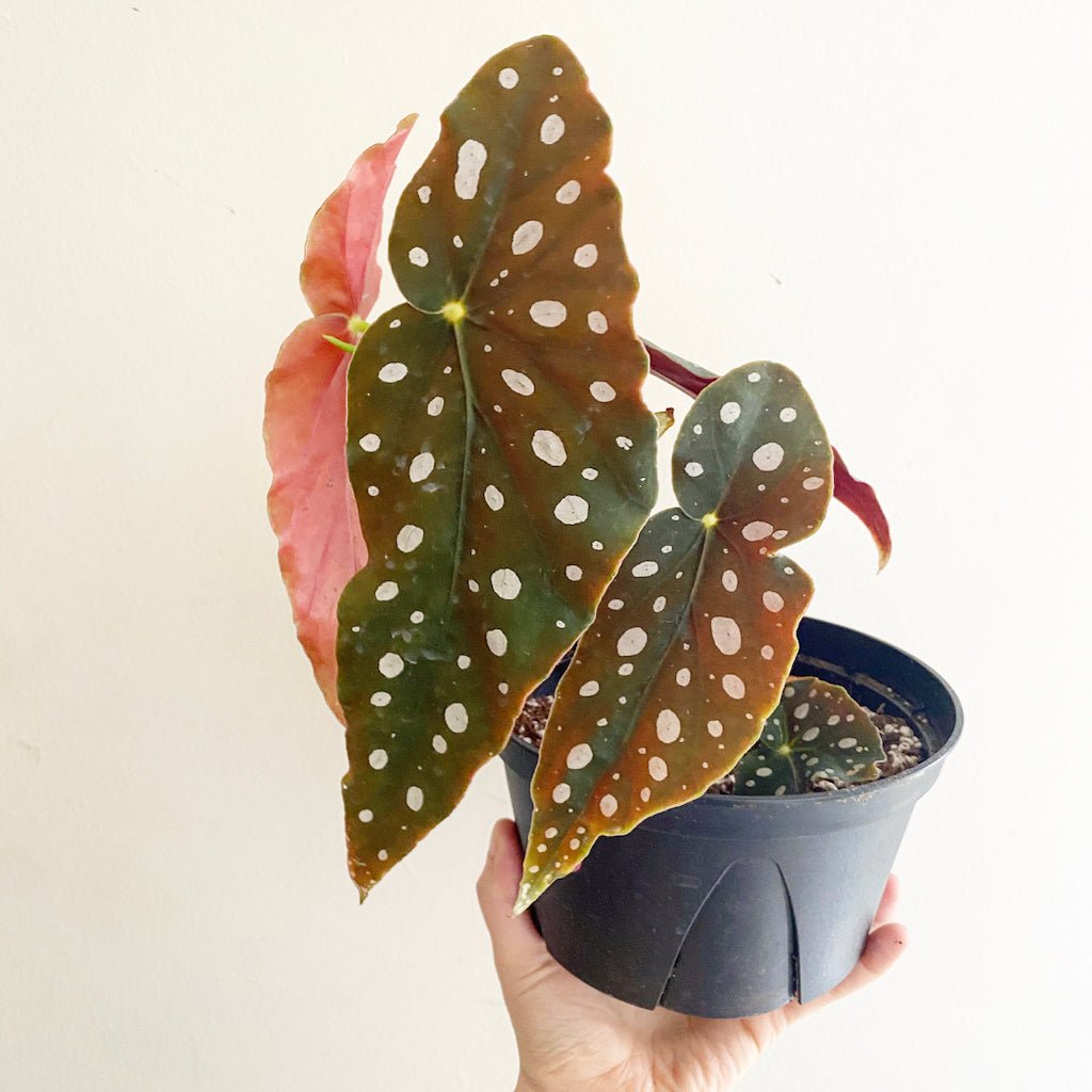 Begonia maculata - The Plant Lady SF