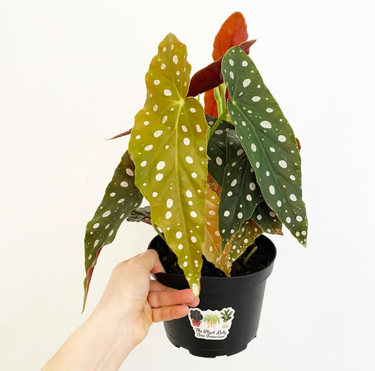 Begonia maculata - The Plant Lady SF