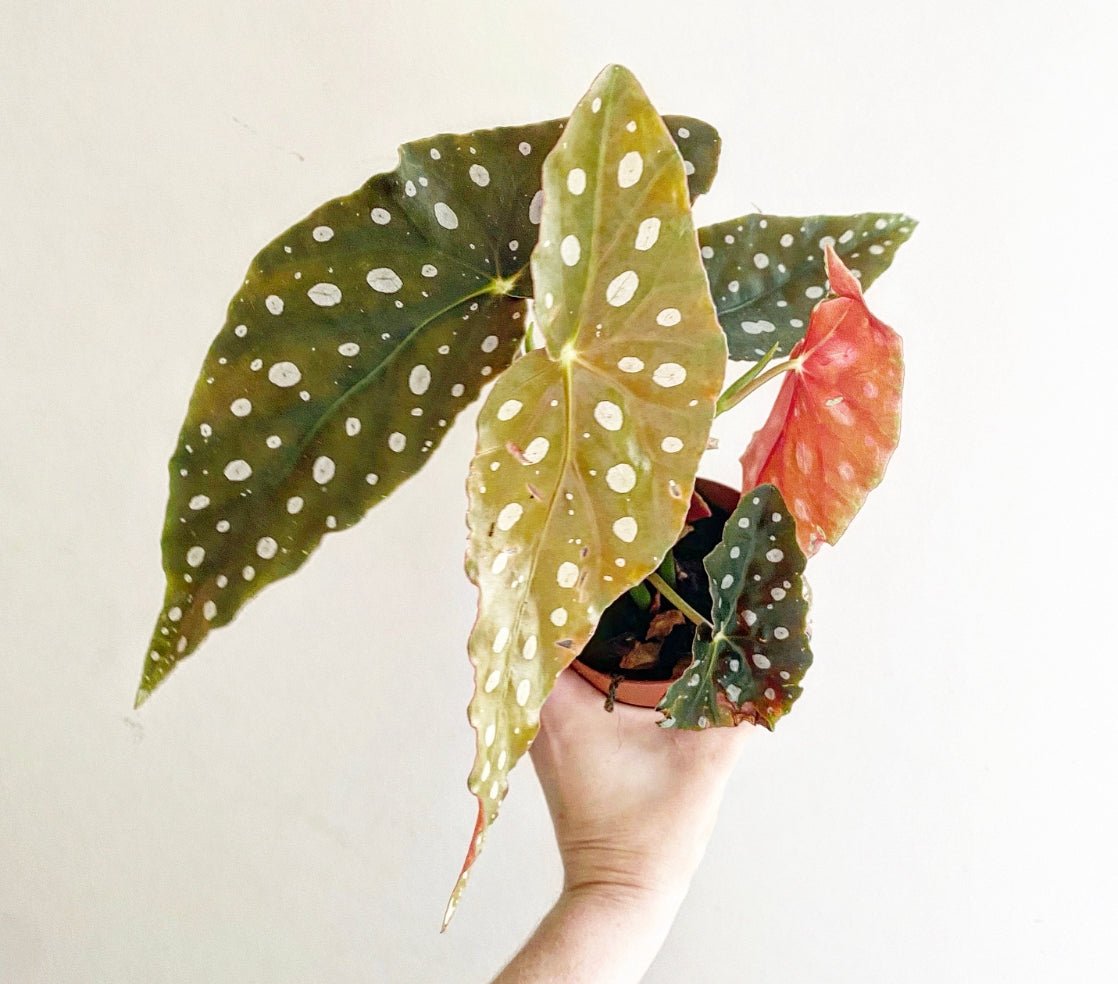 Begonia maculata - The Plant Lady SF