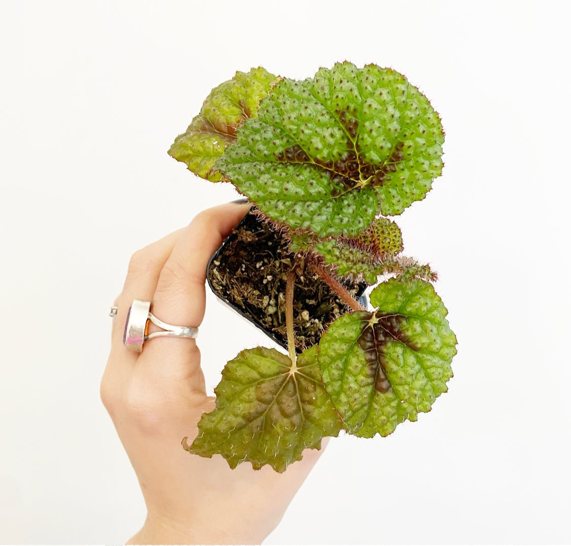Begonia masoniana 'Iron Cross' - The Plant Lady SF