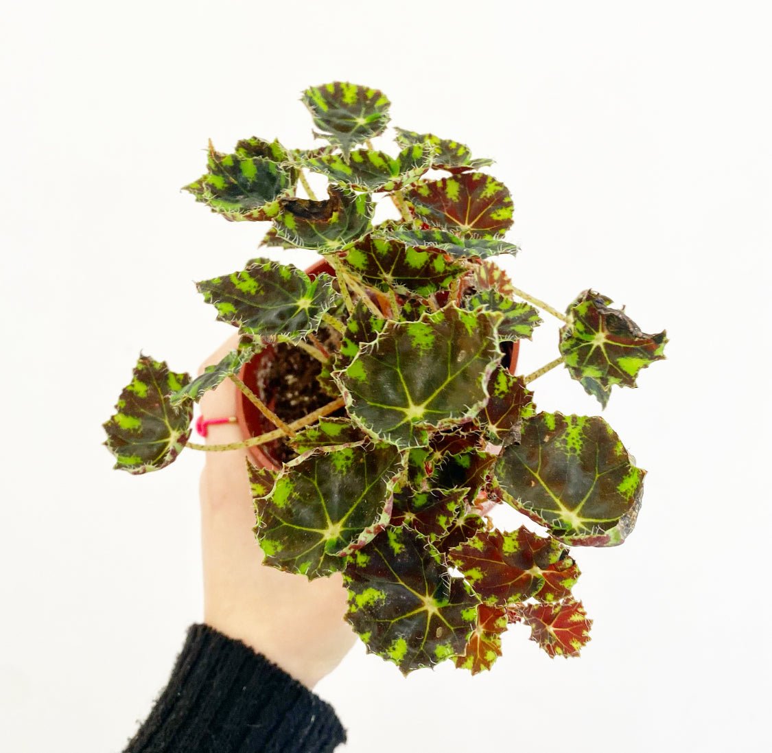 Begonia ‘Neon Splash’ AKA ‘Tiger Paws’ - The Plant Lady SF