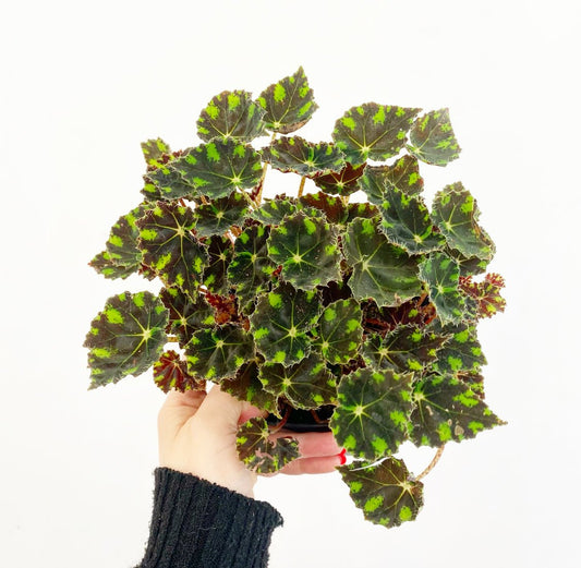 Begonia ‘Neon Splash’ AKA ‘Tiger Paws’ - The Plant Lady SF