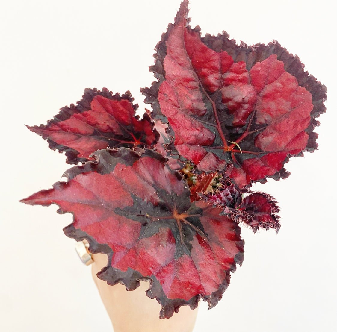 Begonia 'Red Kiss' - The Plant Lady SF