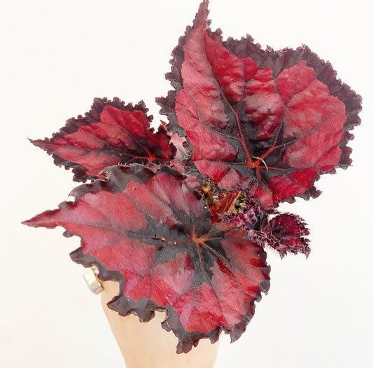Begonia 'Red Kiss' - The Plant Lady SF