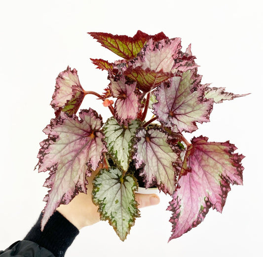 Begonia Rex - Assorted Foliage - The Plant Lady SF