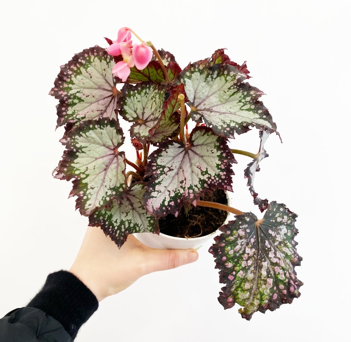 Begonia Rex - Assorted Foliage - The Plant Lady SF