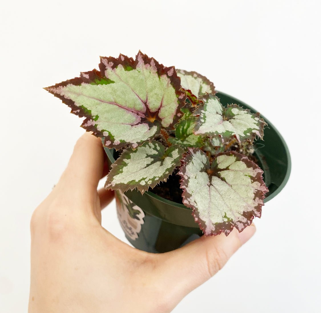 Begonia Rex - Assorted Foliage - The Plant Lady SF
