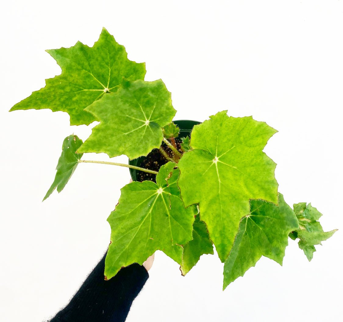 Begonia rincifolia 'Immense' - The Plant Lady SF