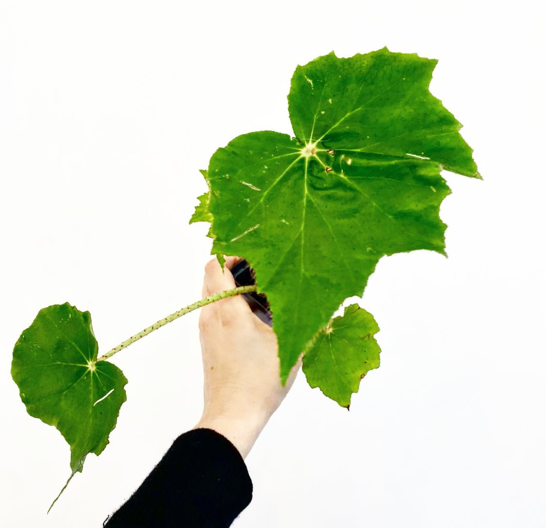 Begonia rincifolia 'Immense' - The Plant Lady SF
