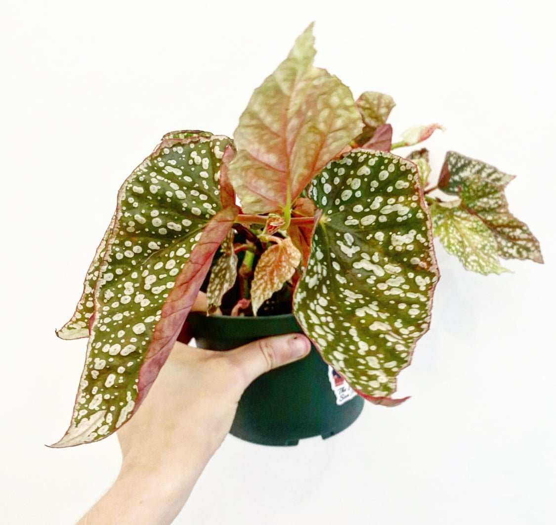 Begonia ‘Snow Capped’ - The Plant Lady SF