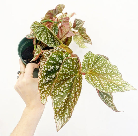 Begonia ‘Snow Capped’ - The Plant Lady SF