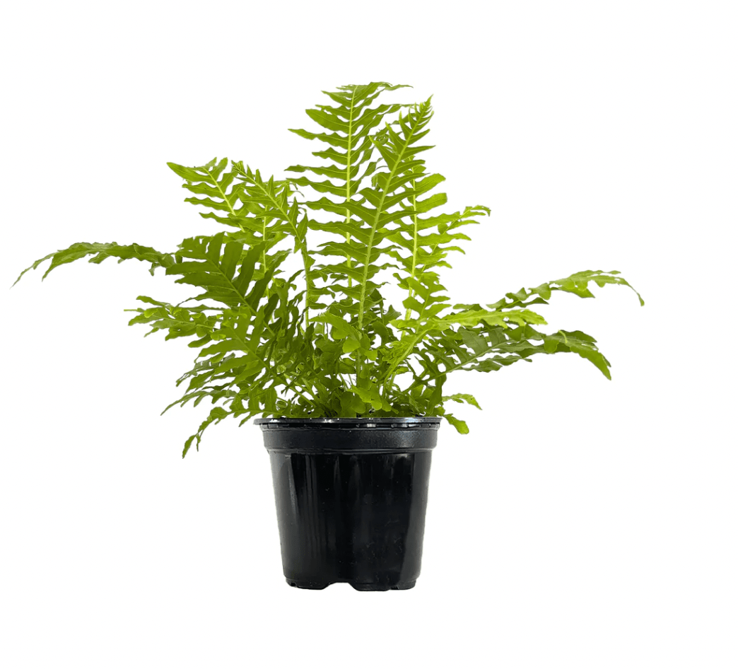 Blechnum gibbum (Silver Lady Fern) - The Plant Lady SF