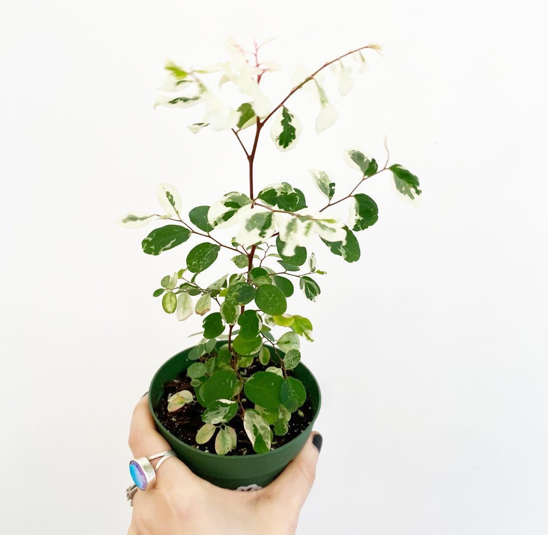 snow bush indoor plant Breynia nivosa (Hawaiian Snow Bush)