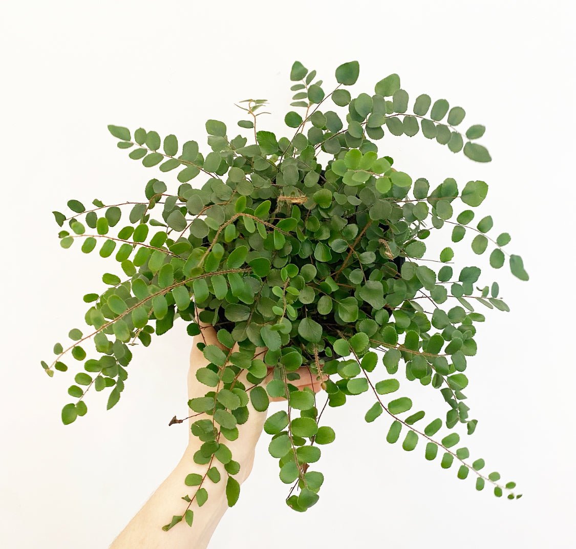 Button Fern - The Plant Lady SF