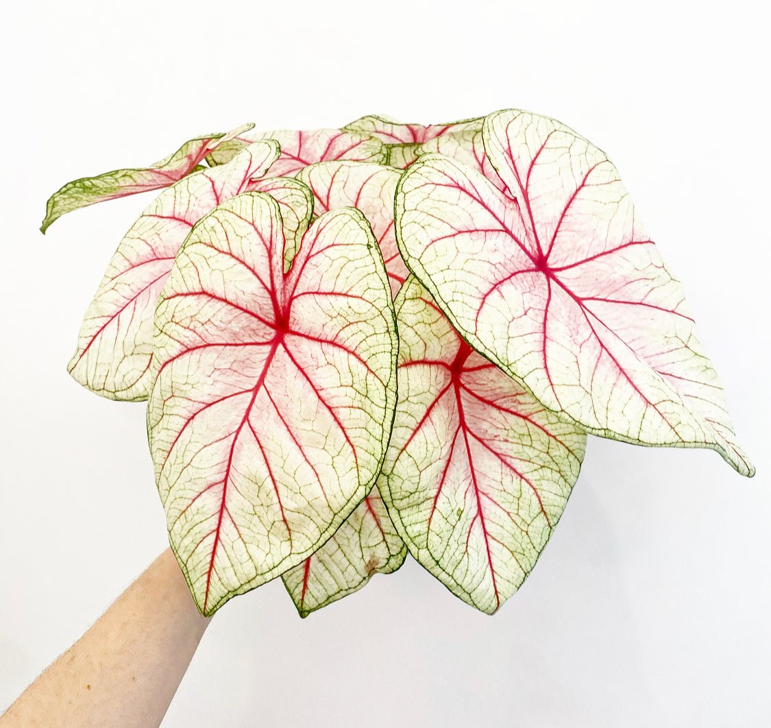 Caladium assorted – The Plant Lady SF