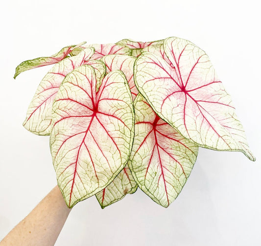 Caladium assorted - The Plant Lady SF