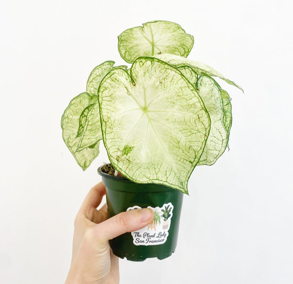 Caladium bicolor 'Moonlight' – The Plant Lady SF