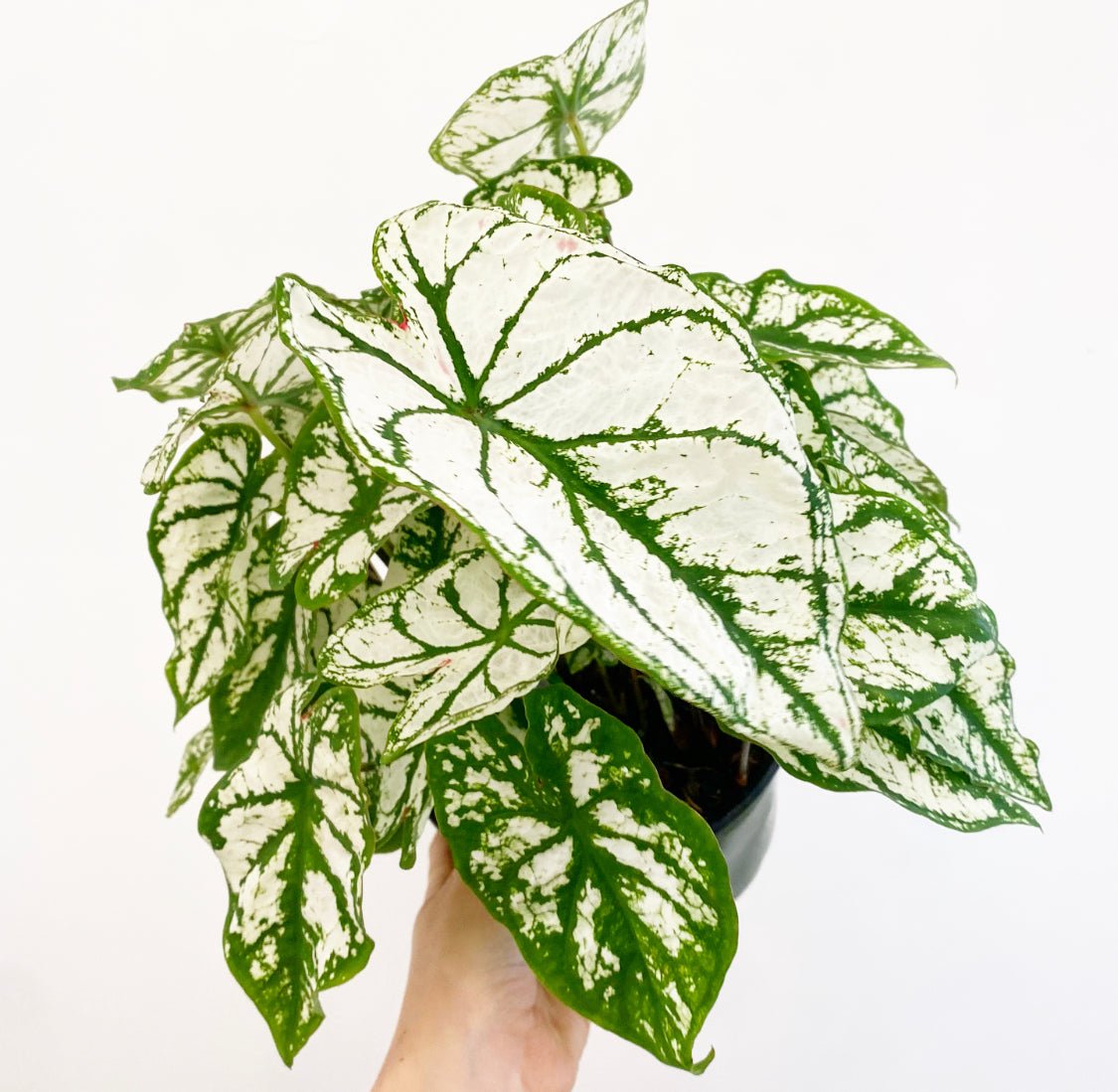 Caladium ‘Monument’ - The Plant Lady SF
